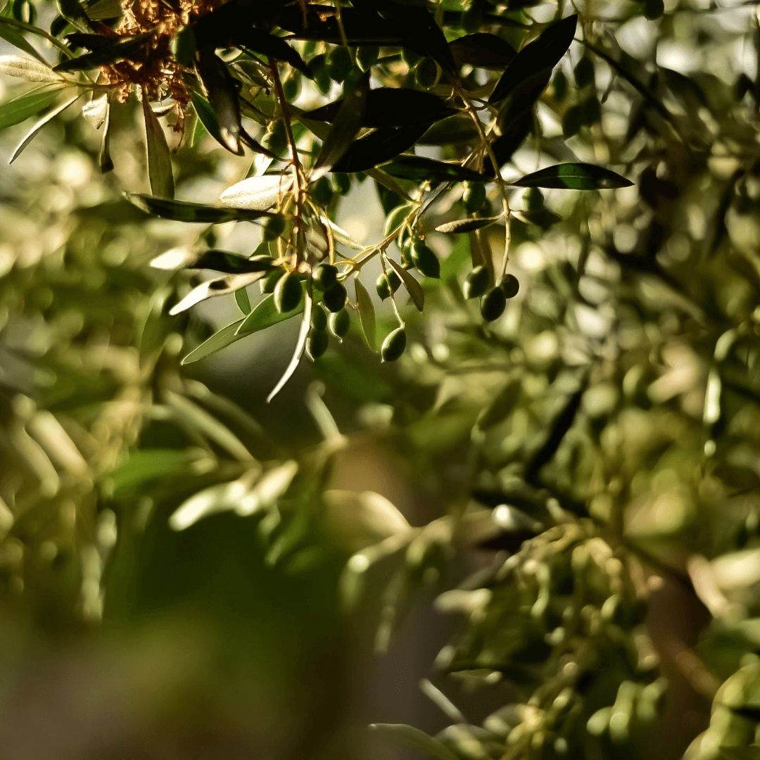 Olio al rosmarino - 250ml
